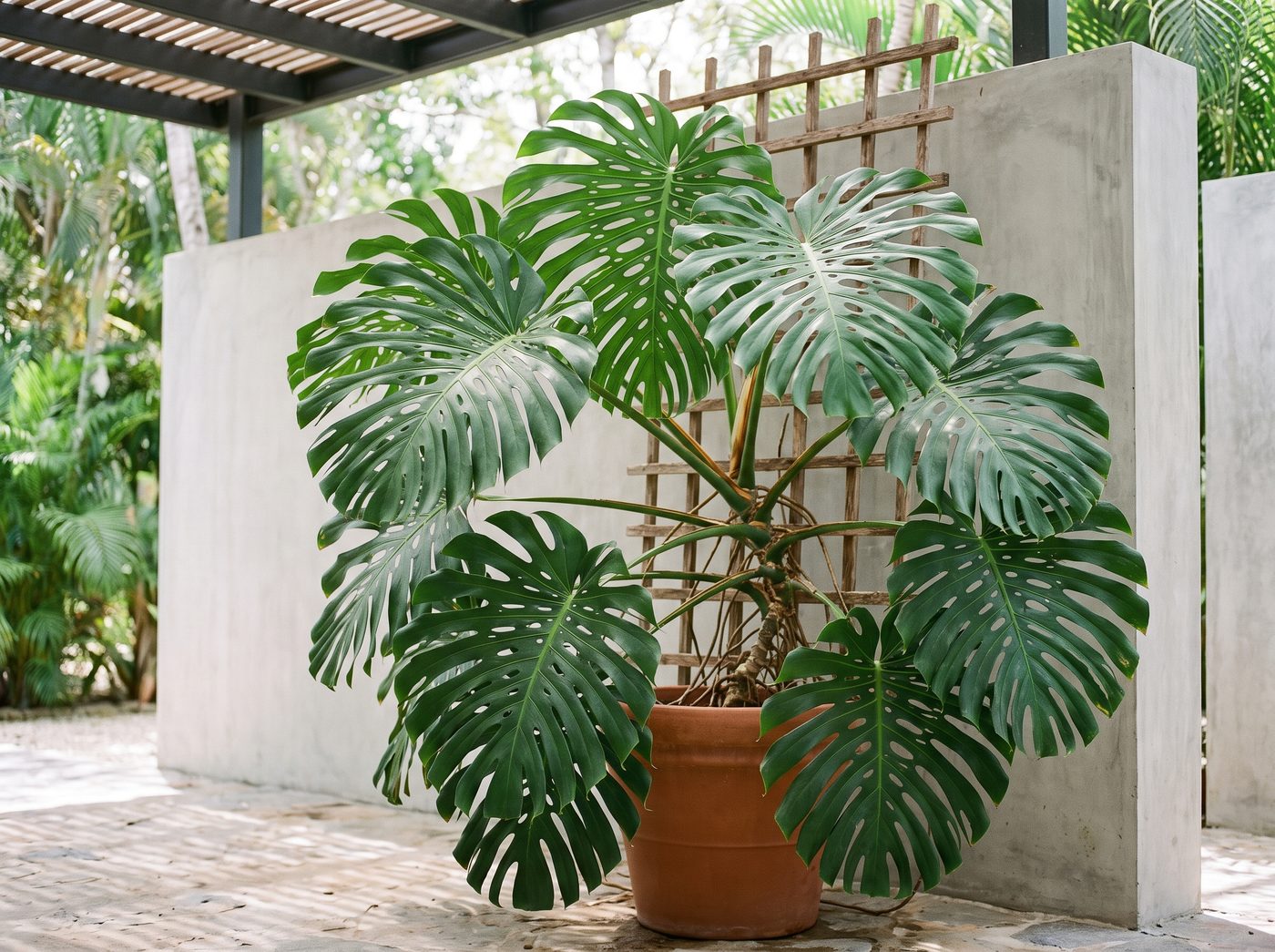 Monstera deliciosa plant on an outdoor patio in filtered light