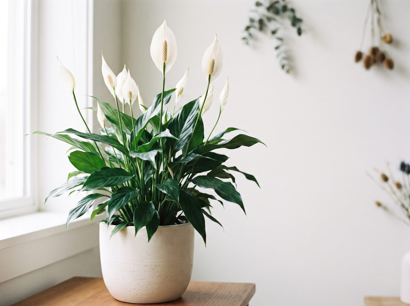 Peace lily (Spathiphyllum) with glossy green leaves and white blooms