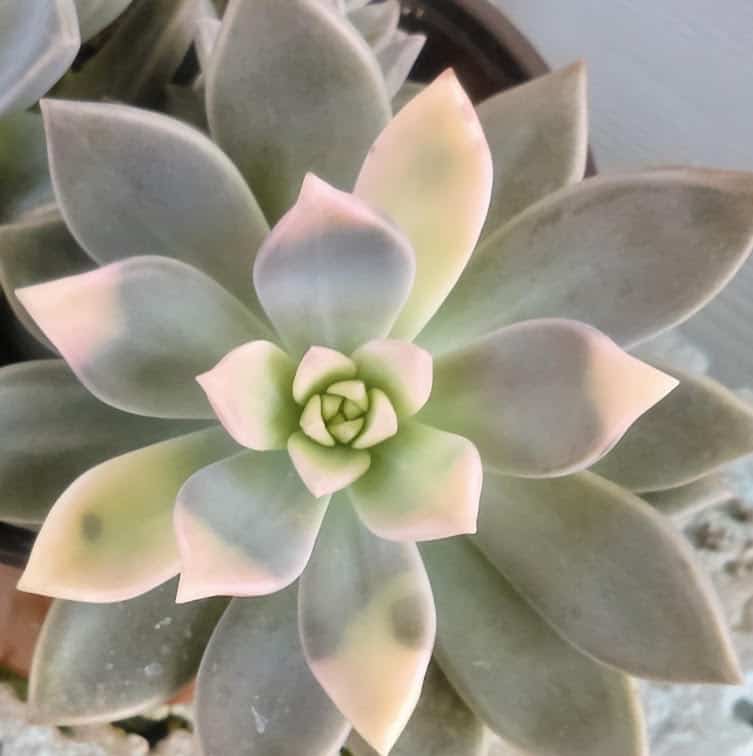 variegated ghost plant