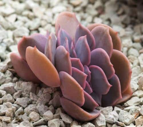 Crested Echeveria Succulent