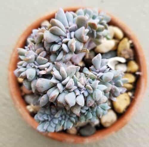 Crested Succulents