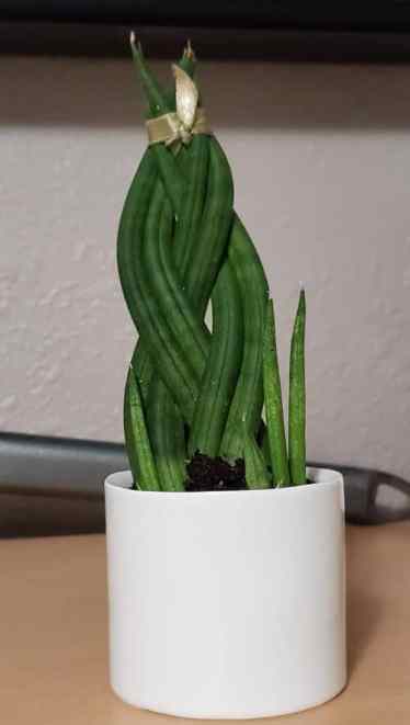 cylindrical snake plant care