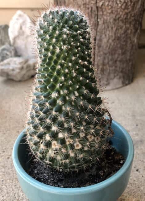 etiolated cactus