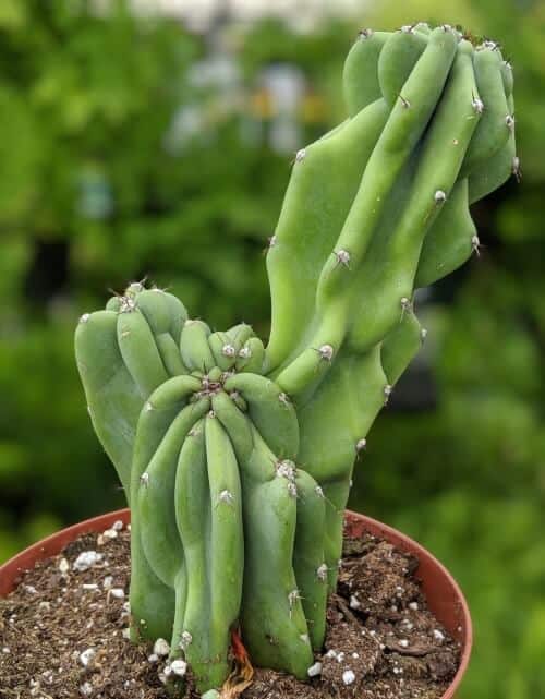 Monstrose Cactus 