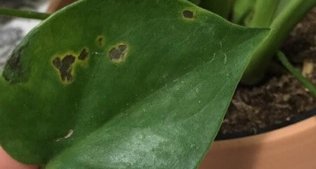 black spots monstera
