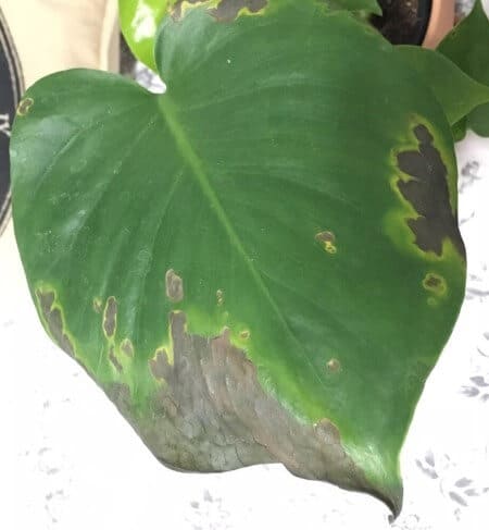 black spots on monstera