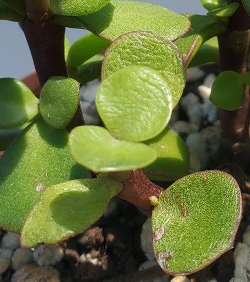 elephant bush wrinkled leaves