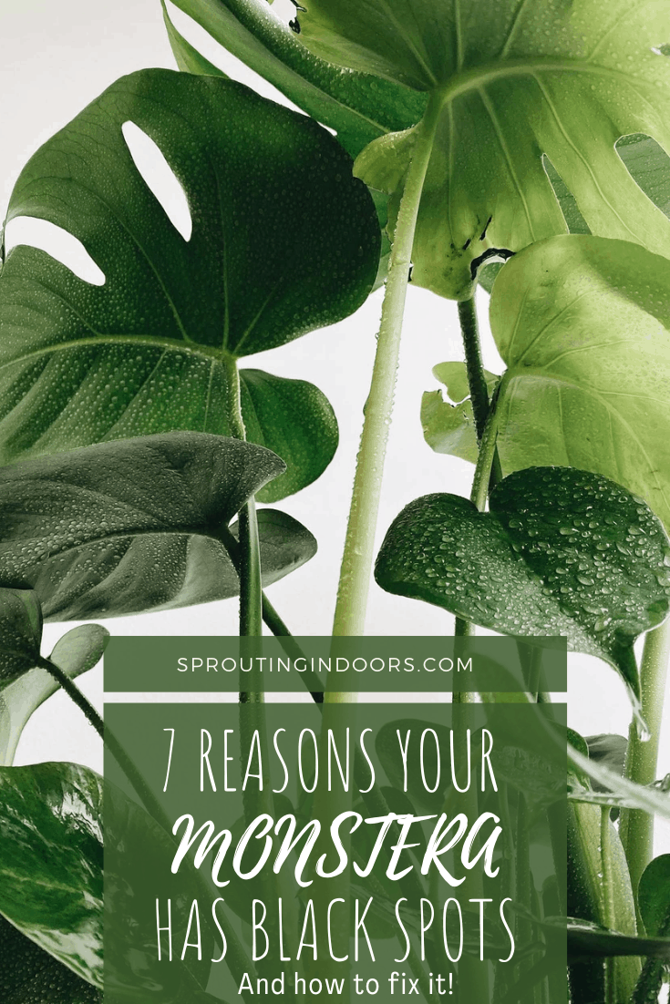 Monstera plant care is easy with these tips! Black spots on Monstera leaves could indicate a serious problem. Learn more about what causes black spots on Monstera leaves, and how you can fix them so your indoor garden will thrive! #indoorgarden #houseplantcare #houseplants101