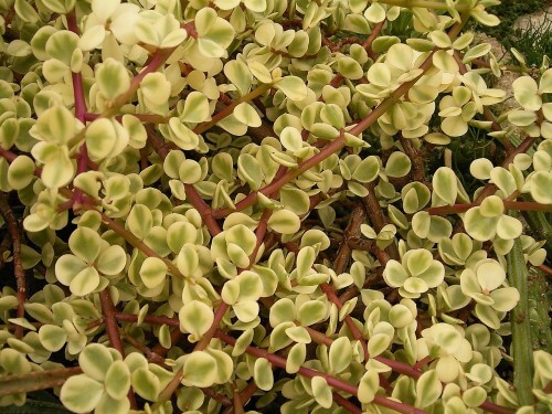 Portulacaria afra variegata