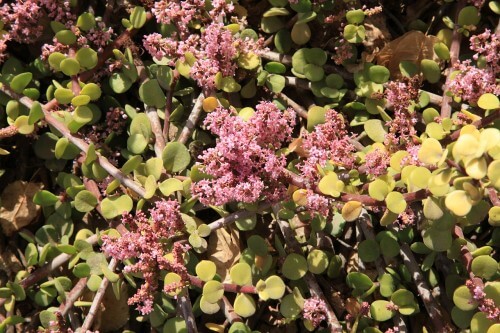 portulacaria afra care