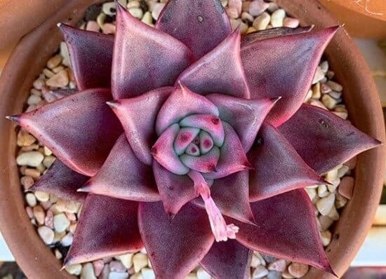 Succulent Leaves Turning Red? Learn Why Succulents Change Color ...