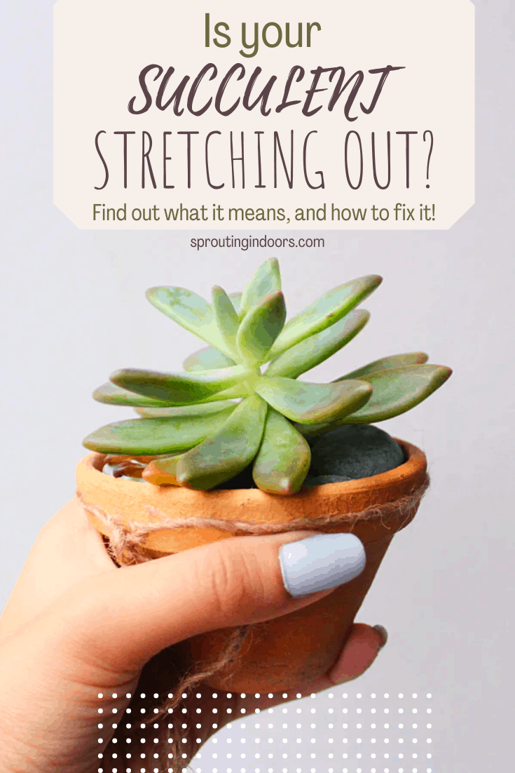 Is your succulent growing tall and stretched? This is called etiolation, and occurs when your plant grows "leggy". Learn more about etiolated succulents and how to fix them! With proper succulent care, you can keep your succulents in their compact rosette shape and stop your succulents from stretching for light. Learn more about etiolation, how to prevent it, and how to fix etiolated succulents here with this complete guide!