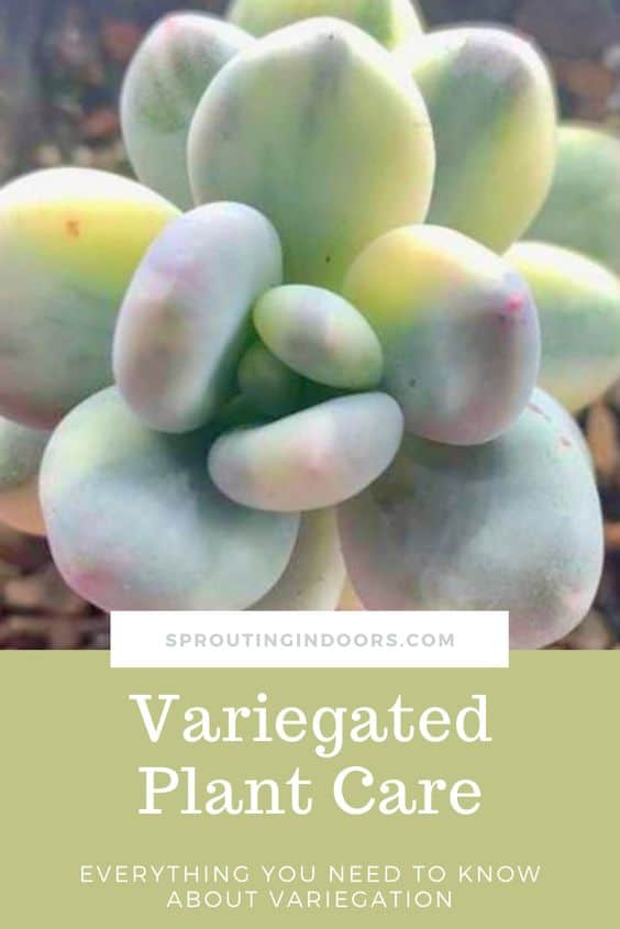 Variegated houseplants have a unique look and require special care. Learn more about variegated succulents, the causes of variegated houseplants, how to care for variegated succulents, and about succulent propagation. All the tips and care information you need to know about variegated indoor houseplants is here! #succulents #succulentcare #succulentgarden