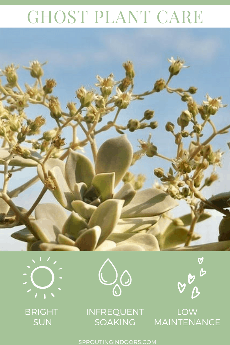 Graptopetalum paraguayense, also known as Ghost Plant succulent, has powdery grey leaves with highlights of purple, pink and blue. They make wonderful houseplants. Learn how to care for and propagate these beautiful and hardy succulents. #succulents #ghostplant
