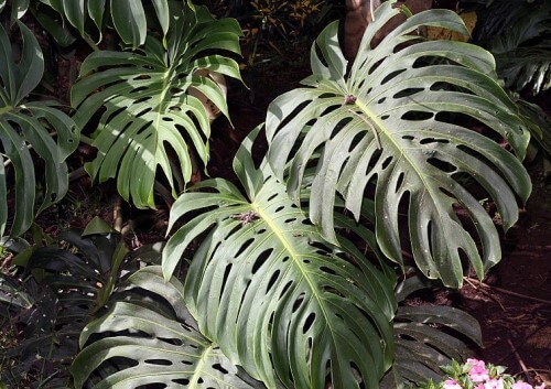 monstera vs philodendron what's the difference