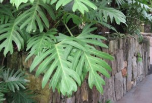 monstera vs philodendron
