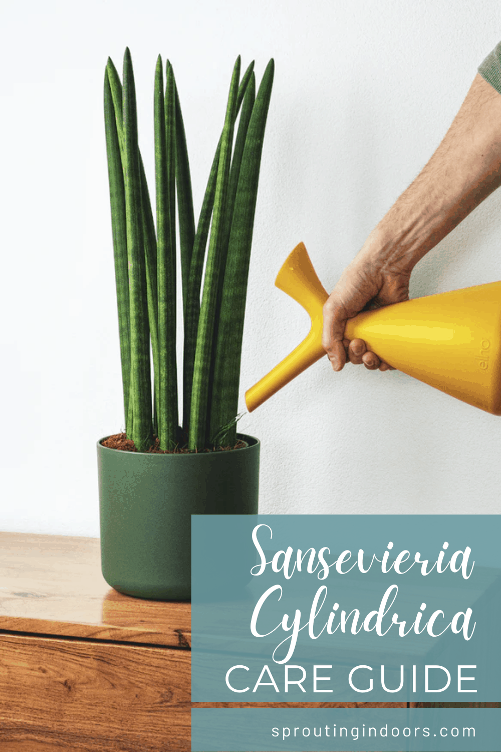 Sansevieria Cylindrica Care (Cylindrical Snake Plant)
