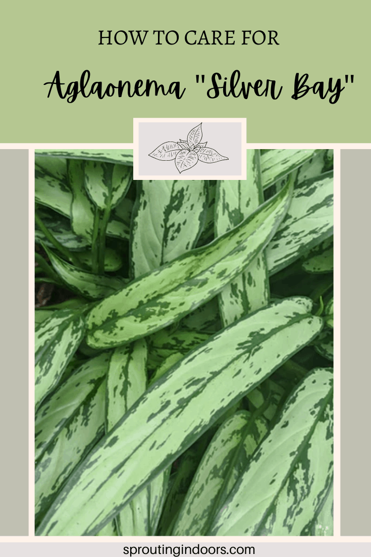 aglaonema silver bay care and propagation
