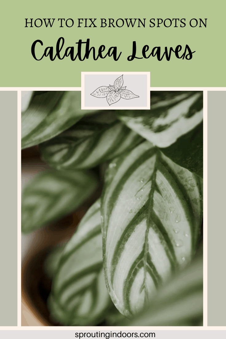 black spots on calathea leaves, brown spots on calathea leaves