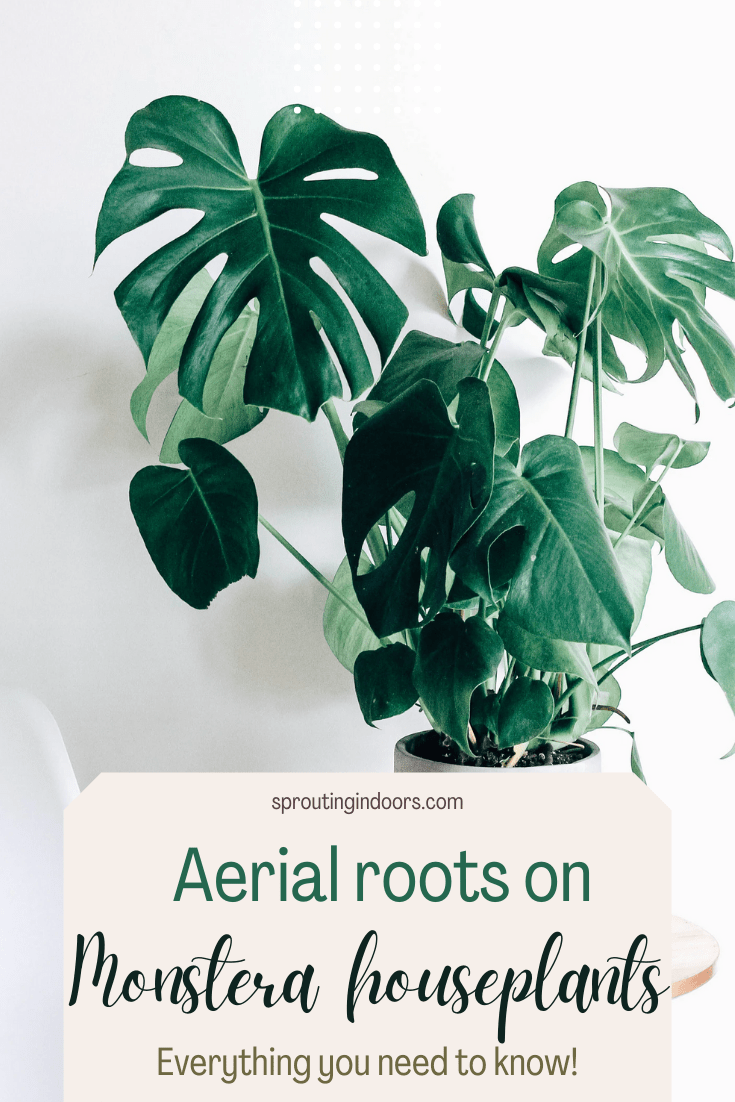 aerial roots on monstera houseplant guide