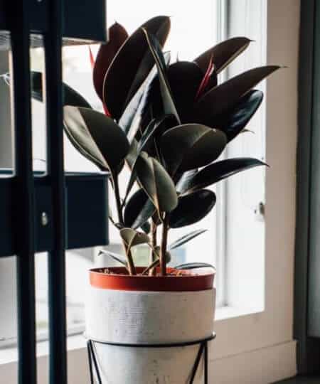 rubber plant dying, how to save it