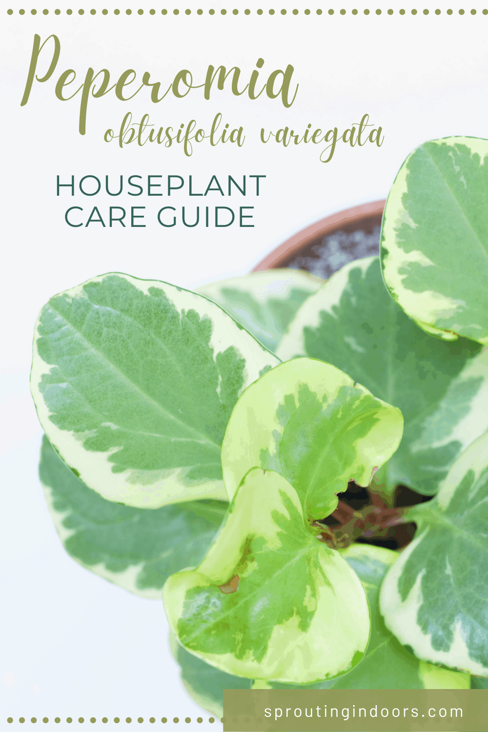 peperomia obtusifolia variegata propagation and care