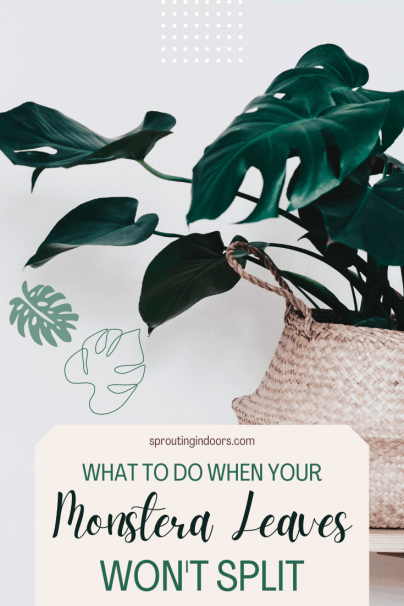 What to do when your monstera leaves won't split or grow holes
